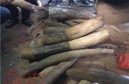 Phát hiện hàng trăm kg ngà voi cất giấu tinh vi trong thùng phuy nhựa đường